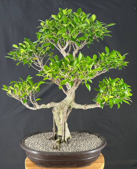 Ficus Retusa Bonsai Tree - Curved Trunk & Tiered Branching - (ficus retusa)