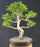 Ficus Retusa Bonsai Tree - Curved Trunk & Tiered Branching - (ficus retusa)