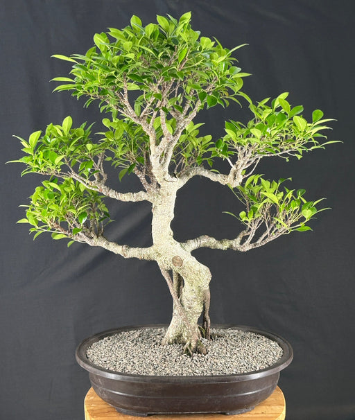 Ficus Retusa Bonsai Tree - Curved Trunk & Tiered Branching - (ficus retusa)
