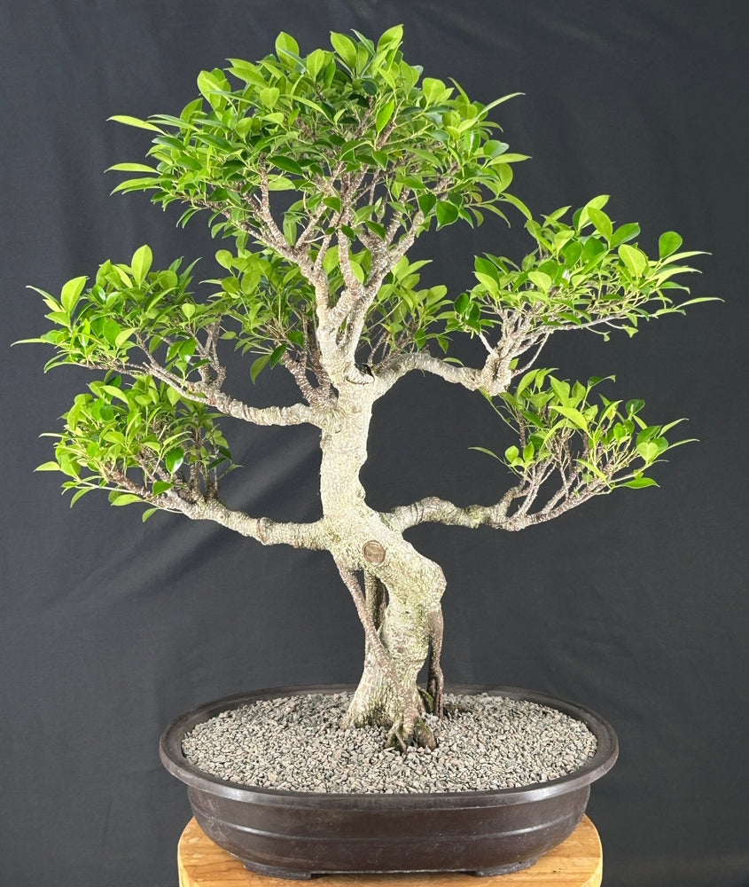Ficus Retusa Bonsai Tree - Curved Trunk & Tiered Branching - (ficus retusa)