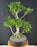 Ficus Retusa Bonsai Tree - Tiered Branching - (ficus retusa)