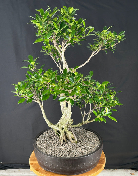 Ficus Retusa Bonsai Tree - Tiered Branching - (ficus retusa)