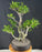 Ficus Retusa Bonsai Tree - Tiered Branching - (ficus retusa)