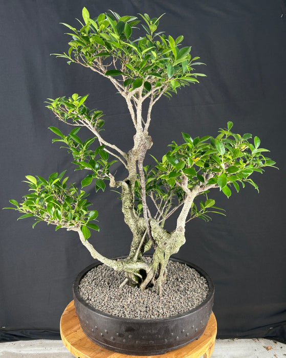 Ficus Retusa Bonsai Tree - Tiered Branching - (ficus retusa)