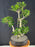 Ficus Retusa Bonsai Tree - Tiered Branching - (ficus retusa)