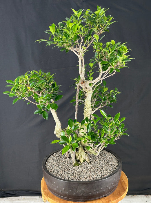 Ficus Retusa Bonsai Tree - Tiered Branching - (ficus retusa)