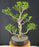 Ficus Retusa Bonsai Tree - Tiered Branching - (ficus retusa)