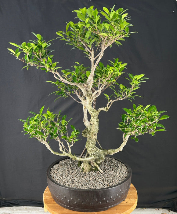 Ficus Retusa Bonsai Tree - Tiered Branching - (ficus retusa)