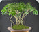 Hawaiian Umbrella Bonsai Tree - Banyan Style - (arboricola schfflera)