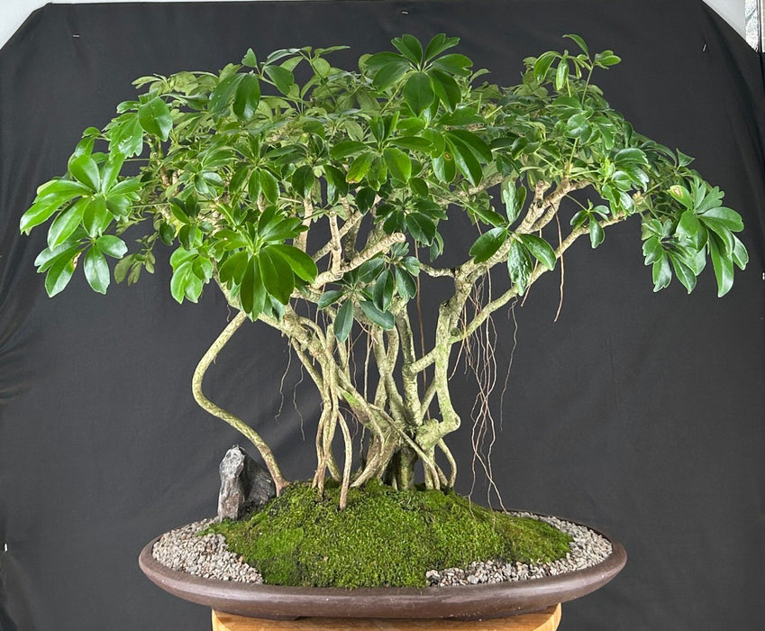 Hawaiian Umbrella Bonsai Tree - Banyan Style - (arboricola schfflera)