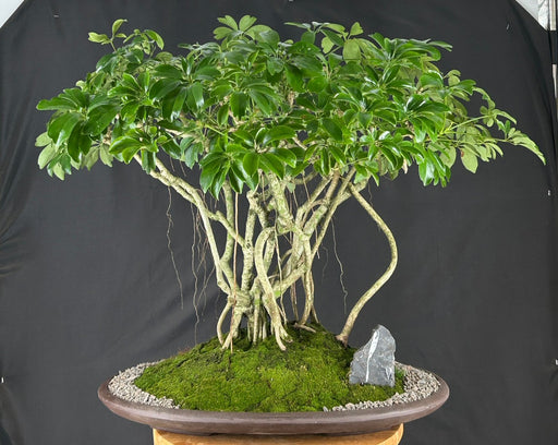 Hawaiian Umbrella Bonsai Tree - Banyan Style - (arboricola schfflera)