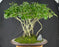 Hawaiian Umbrella Bonsai Tree - Banyan Style - (arboricola schfflera)