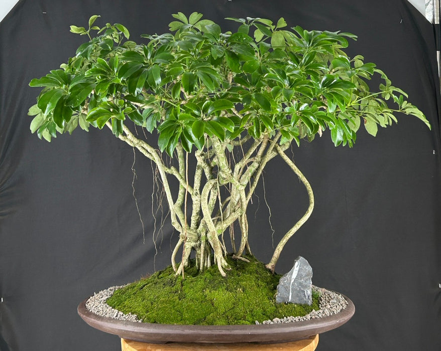 Hawaiian Umbrella Bonsai Tree - Banyan Style - (arboricola schfflera)
