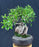 Ficus Retusa Bonsai Tree - Root over Rock Style - (ficus retusa)