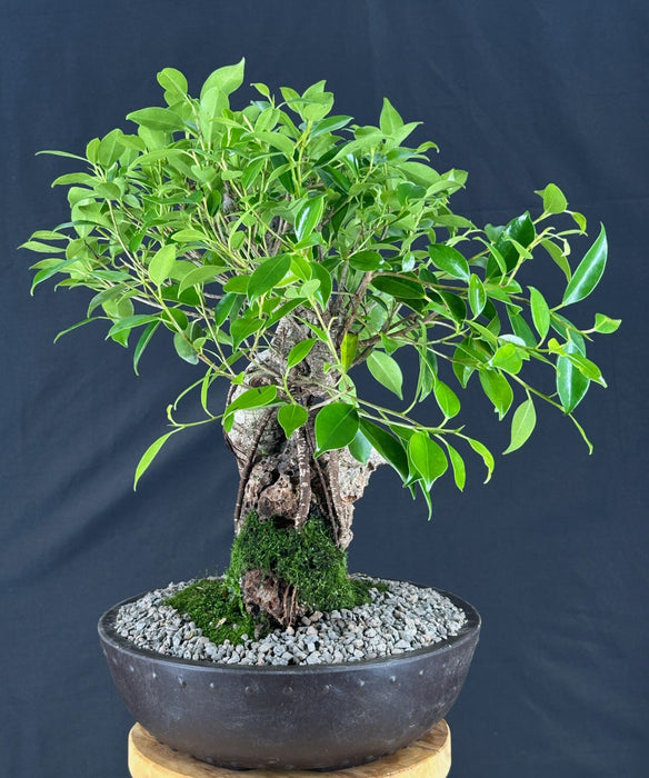 Ficus Retusa Bonsai Tree - Root over Rock Style - (ficus retusa)