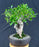 Ficus Retusa Bonsai Tree - Root over Rock Style - (ficus retusa)