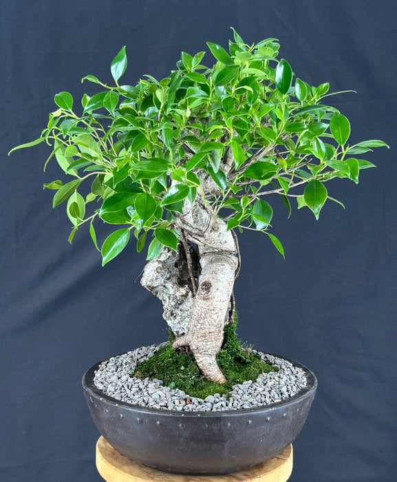 Ficus Retusa Bonsai Tree - Root over Rock Style - (ficus retusa)