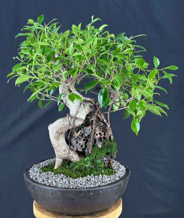 Ficus Retusa Bonsai Tree - Root over Rock Style - (ficus retusa)