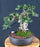 Semi Cascading Sam Mountain Bonsai Tree - Commonly Known in Vietnamese as "cây sam núi" - (Antidesma acidum)