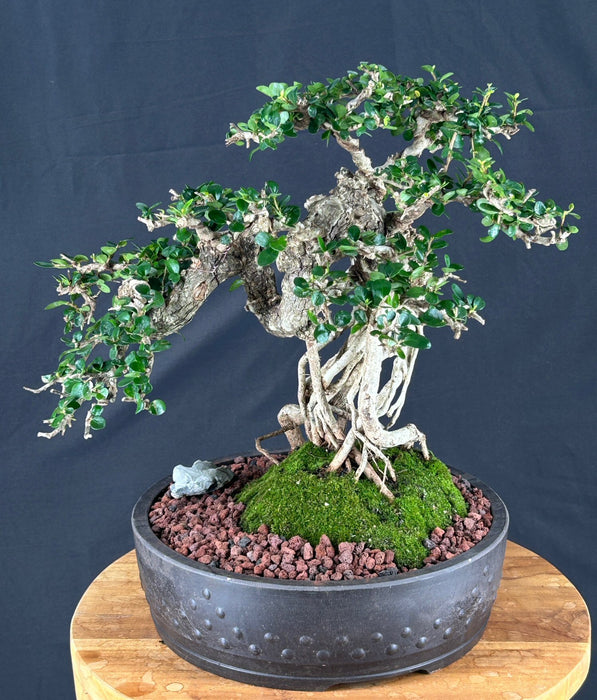 Semi Cascading Sam Mountain Bonsai Tree - Commonly Known in Vietnamese as "cây sam núi" - (Antidesma acidum)