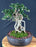 Semi Cascading Sam Mountain Bonsai Tree - Commonly Known in Vietnamese as "cây sam núi" - (Antidesma acidum)