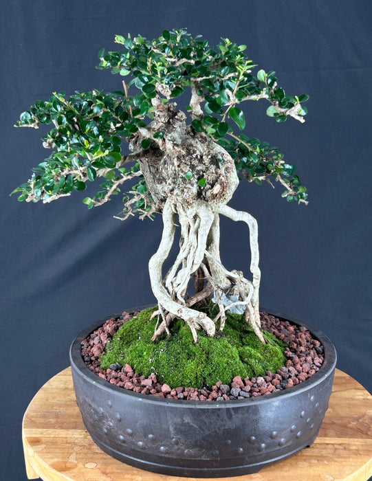 Semi Cascading Sam Mountain Bonsai Tree - Commonly Known in Vietnamese as "cây sam núi" - (Antidesma acidum)