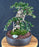 Semi Cascading Sam Mountain Bonsai Tree - Commonly Known in Vietnamese as "cây sam núi" - (Antidesma acidum)