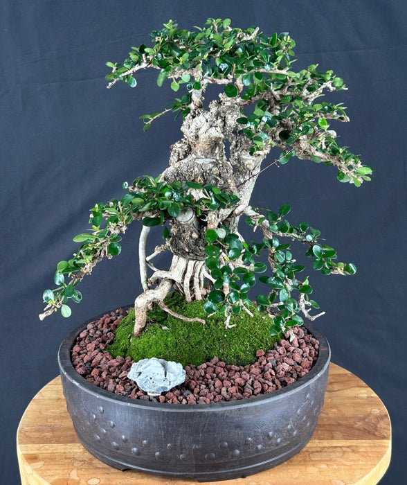 Semi Cascading Sam Mountain Bonsai Tree - Commonly Known in Vietnamese as "cây sam núi" - (Antidesma acidum)