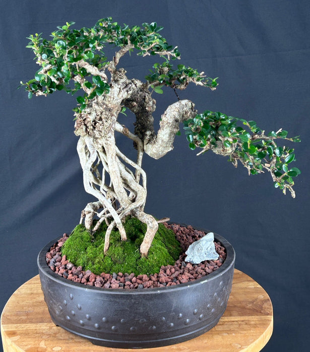 Semi Cascading Sam Mountain Bonsai Tree - Commonly Known in Vietnamese as "cây sam núi" - (Antidesma acidum)