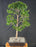 Flowering Brush Cherry Bonsai Tree - Tiered Branching - (eugenia myrtifolia)