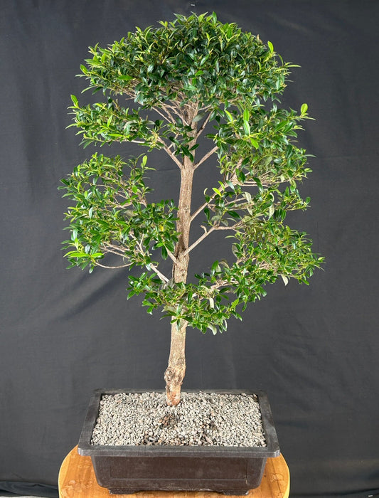 Flowering Brush Cherry Bonsai Tree - Tiered Branching - (eugenia myrtifolia)