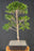 Flowering Brush Cherry Bonsai Tree - Tiered Branching - (eugenia myrtifolia)