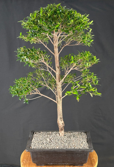 Flowering Brush Cherry Bonsai Tree - Tiered Branching - (eugenia myrtifolia)