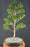 Flowering Brush Cherry Bonsai Tree - Tiered Branching - (eugenia myrtifolia)