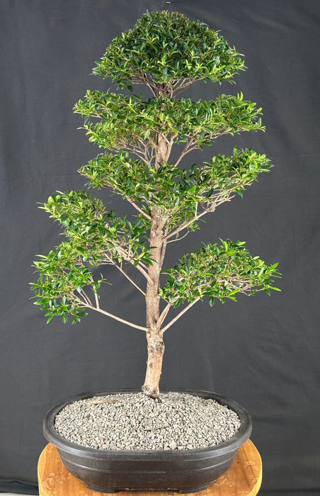 Flowering Brush Cherry Bonsai Tree - Tiered Branching - (eugenia myrtifolia)