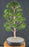 Flowering Brush Cherry Bonsai Tree - Tiered Branching - (eugenia myrtifolia)