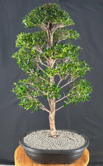 Flowering Brush Cherry Bonsai Tree - Tiered Branching - (eugenia myrtifolia)