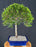 Flowering Brush Cherry - Upright Ball Style - (eugenia myrtifolia)