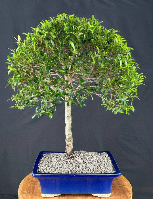 Flowering Brush Cherry - Upright Ball Style - (eugenia myrtifolia)