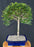 Flowering Brush Cherry - Upright Ball Style - (eugenia myrtifolia)