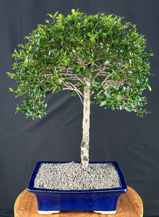 Flowering Brush Cherry - Upright Ball Style - (eugenia myrtifolia)