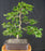 Pyramidal European Hornbeam Bonsai Tree - (Carpinus betulus 'Fastigiata')