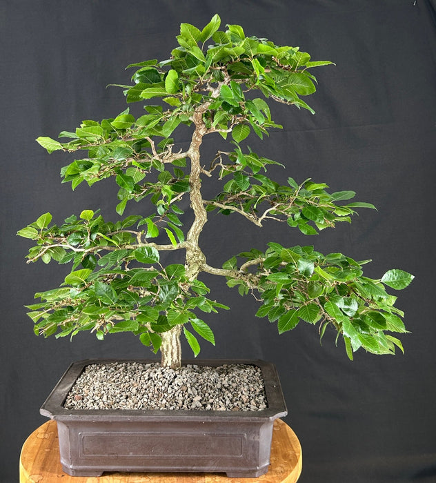 Pyramidal European Hornbeam Bonsai Tree - (Carpinus betulus 'Fastigiata')