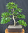 Pyramidal European Hornbeam Bonsai Tree - (Carpinus betulus 'Fastigiata')