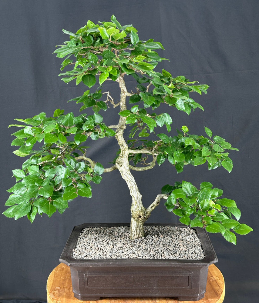 Pyramidal European Hornbeam Bonsai Tree - (Carpinus betulus 'Fastigiata')