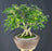 Hawaiian Umbrella Bonsai Tree - Exposed Roots - (arboricola schfflera)