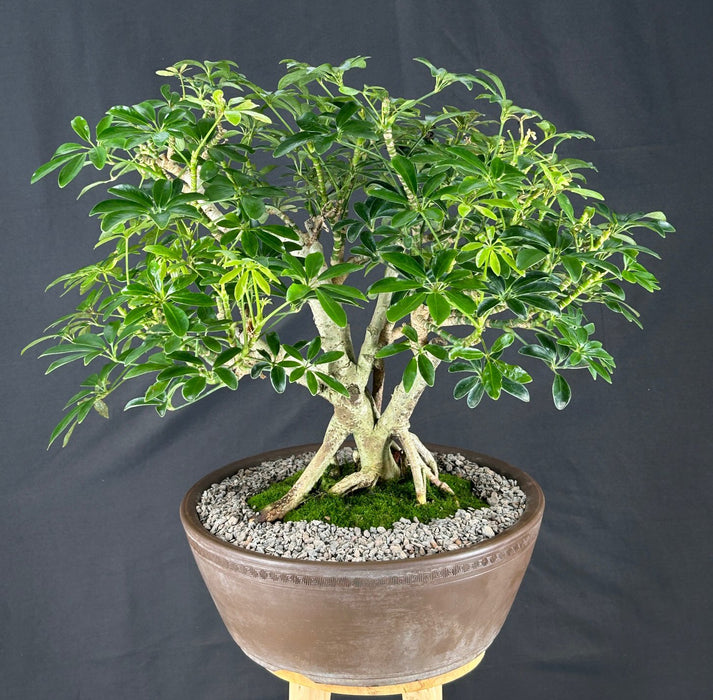 Hawaiian Umbrella Bonsai Tree - Exposed Roots - (arboricola schfflera)