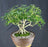Hawaiian Umbrella Bonsai Tree - Exposed Roots - (arboricola schfflera)