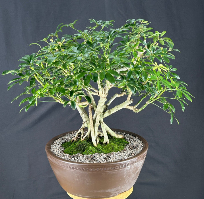 Hawaiian Umbrella Bonsai Tree - Exposed Roots - (arboricola schfflera)