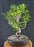 Ficus Retusa Bonsai Tree - Curved Trunk - (ficus retusa)